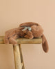 The Maileg Plush Sleeping Bunny - Soft Brown, a cotton rabbit with floppy ears, rests on its side like it’s sleeping. It balances on a wooden stool and wears a gray ribbon around its neck against a plain beige backdrop.
