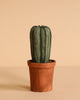 A plush green cactus toy in a small brown clay pot from the Maileg Garden Hideaway Set is displayed against a plain beige background.