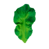 Kendall the Kale Teething Toy, designed to look like a real kale leaf, is shown against a plain white background.