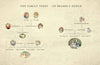 An illustrated family tree for Jill Barklem’s "A Visit to Brambly Hedge" features mice portraits and names, including Mr. Apple, Mrs. Apple, Lord Woodmouse, Lady Daisy Woodmouse, and the Toadflax and Depodwood families.