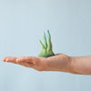 An open hand holds a small, abstract green piece from the Bumbu Handmade Wooden Tropical Fish Set—reminiscent of Montessori toys—against a pale blue background.
